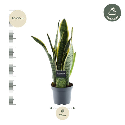 Sansevieria Laurentii - ↑ 45 cm - ø12