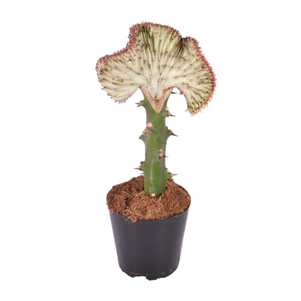 Euphorbia lactea Cristata rood - ↑ 30 cm - ø10,5