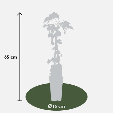 Fallopia baldschuanica - Bruidsluier - Ø 16cm - ↑ 70cm