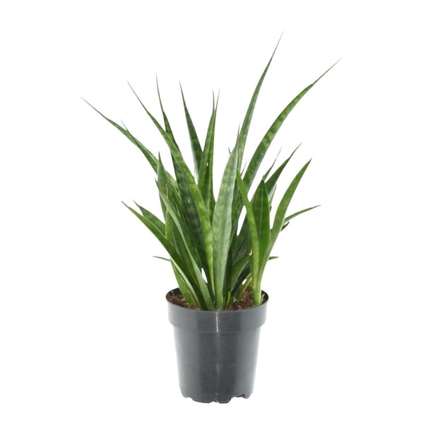 Sansevieria kirkii 'Friends' - ↑ 38 cm - ø12