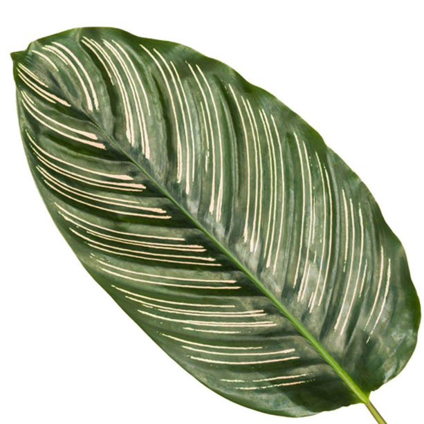 Calathea Sanderiana - ↑ 80 cm - Ø19cm