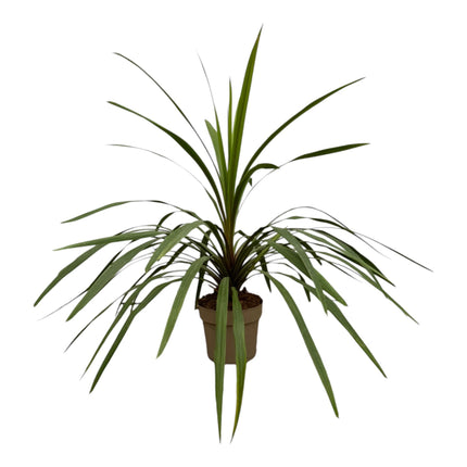 Cordyline Peko - ↑ 90 cm - Ø24cm