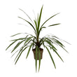 Cordyline Peko - ↑ 90 cm - Ø24cm