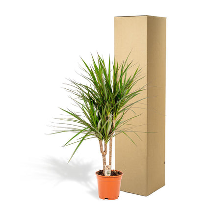 Dracaena Marginata - Ø17cm - ↑ 90cm