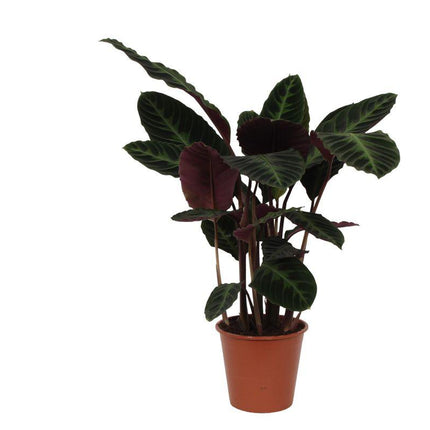 Calathea Warscewiczii - ↑ 80 cm - Ø19cm