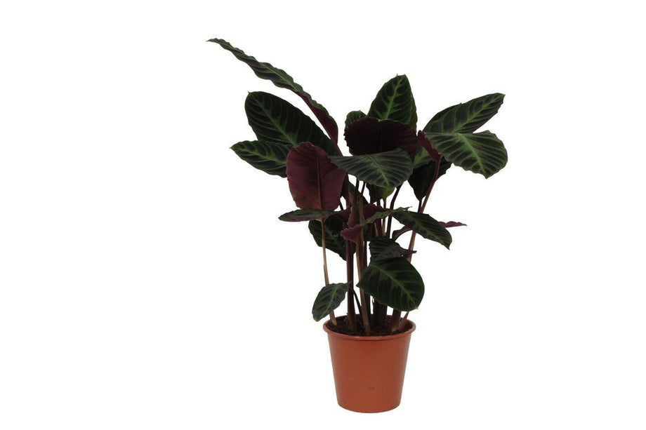 Calathea Warscewiczii - ↑ 80 cm - Ø19cm