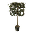 Quercus ilex boom op rek - ↑ 225 cm - Ø40cm