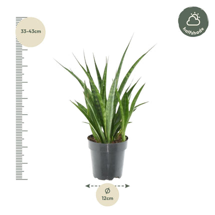 Sansevieria kirkii 'Friends' - ↑ 38 cm - ø12