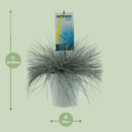 Festuca glauca 'Intense Blue' - Blauw Schapengras - Ø 23cm - ↑ 50cm