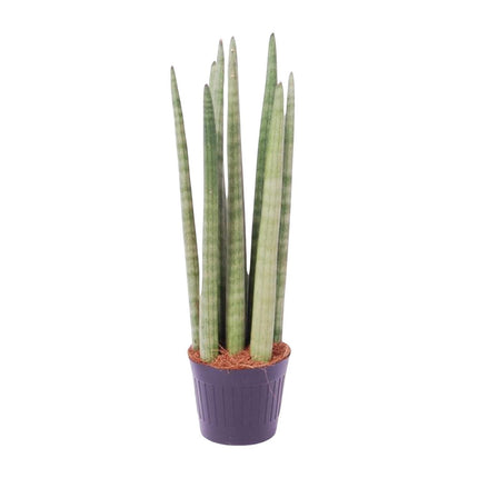 Sansevieria cylindrica 'Spaghetti' - ↑ 40 cm - ø10,5