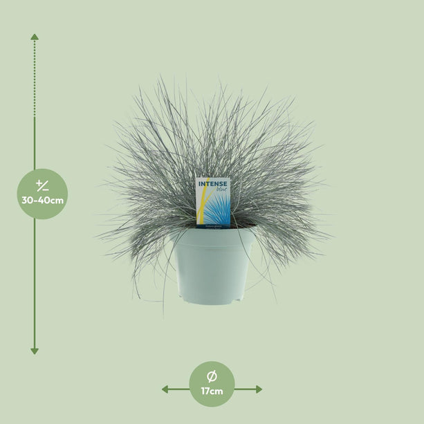 Festuca Glauca Intense Blue® - Ø17cm - ↕35cm