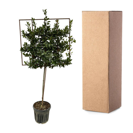 Laurus Nobilis boom op rek - ↑ 225 cm - Ø40cm