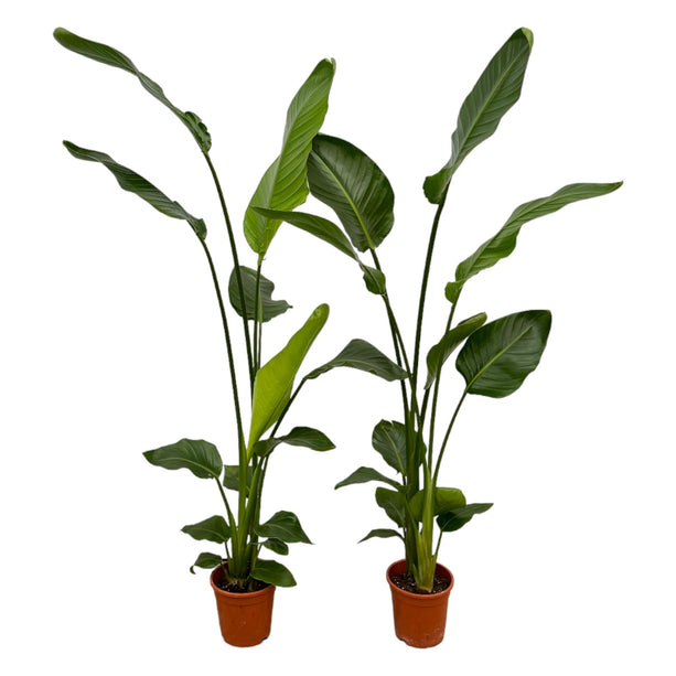 2x Strelitzia Nicolai - ↑ 130 cm - Ø17