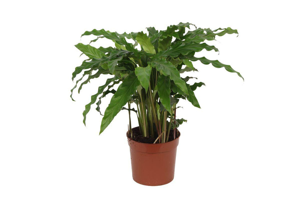 Calathea Bluegrass - ↑ 40 cm - Ø12cm