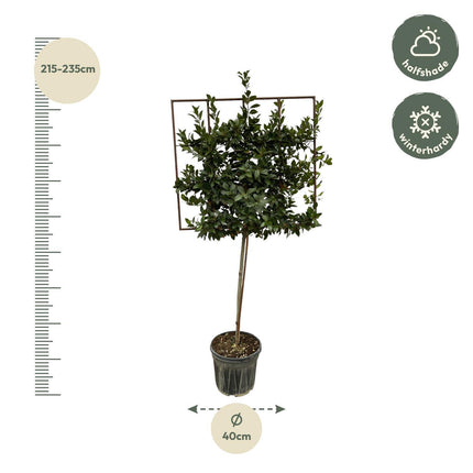 Laurus Nobilis boom op rek - ↑ 225 cm - Ø40cm