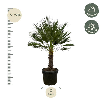 Chamaerops Humilis op stam - ↑ 150 cm - Ø45cm