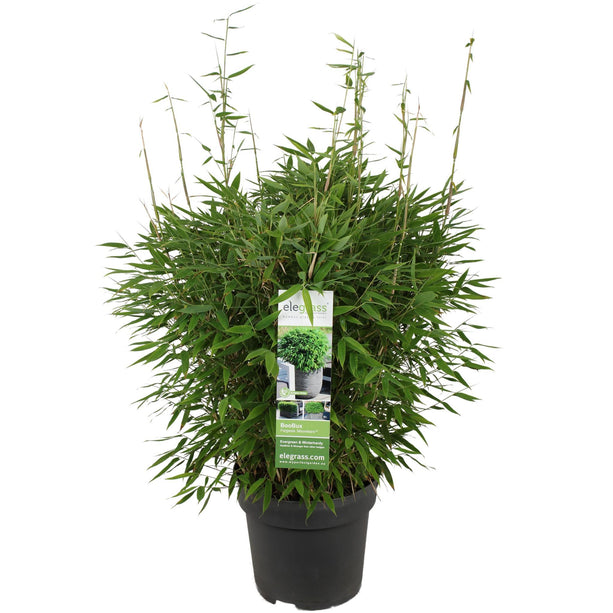 Fargesia 'Moontears'® Boobux - Compact Groeiend, Niet Woekerende Bamboe - Ø 30cm - ↑ 130cm