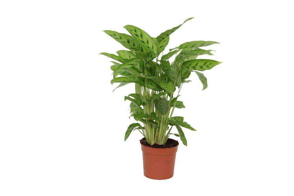 Calathea Leopardina - ↑ 40 cm - Ø12cm