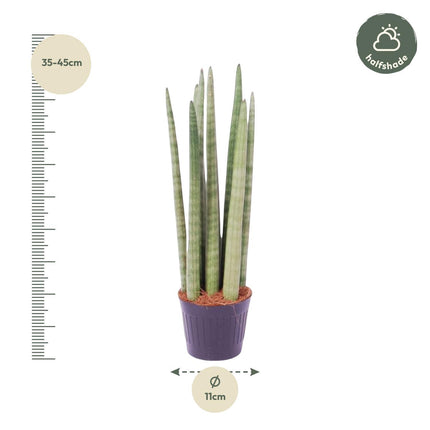 Sansevieria cylindrica 'Spaghetti' - ↑ 40 cm - ø10,5