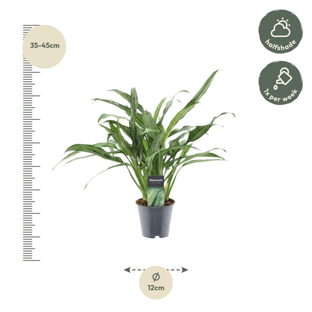 Aglaonema Cutlass - ↑ 40 cm