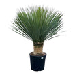 Yucca Rostrata - ↑ 140 cm - Ø50cm