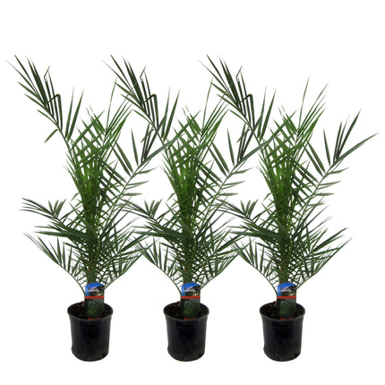 3x Phoenix Canariensis - ↑80 cm - Ø15