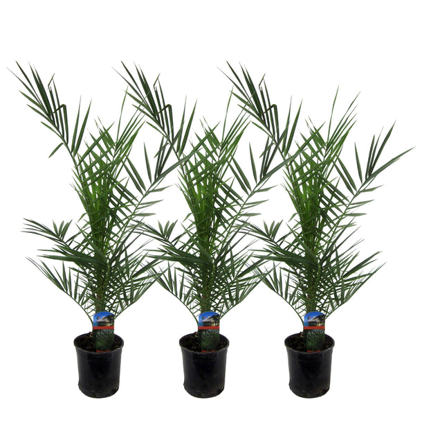 3x Phoenix Canariensis - ↑80 cm - Ø15