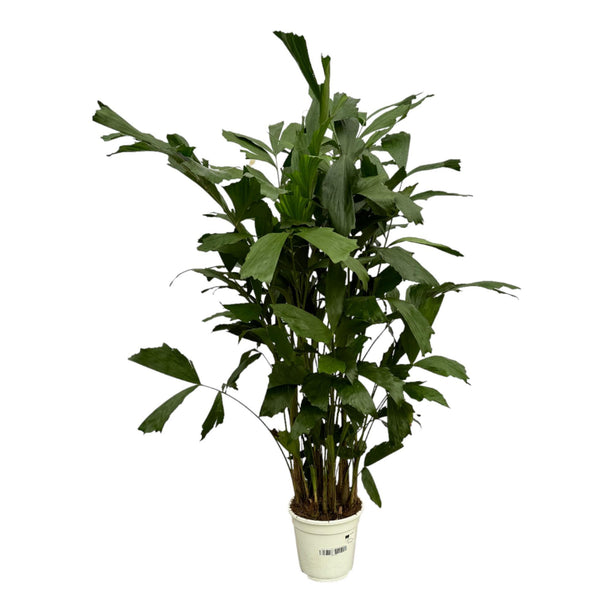 Caryota Mitis - ↑ 120 cm - Ø19cm