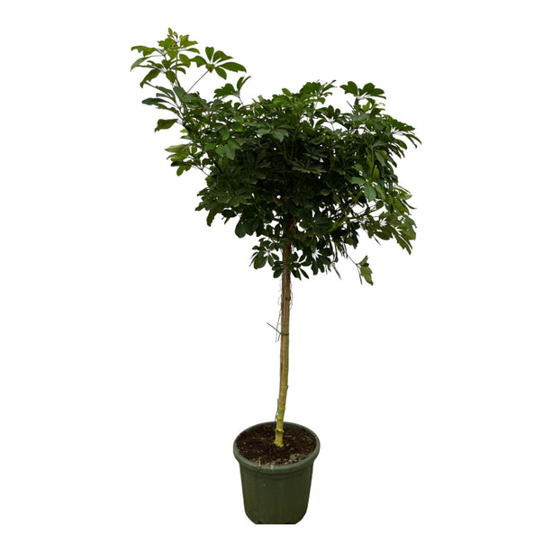 Schefflera Nora stam - ↑ 220 cm - Ø45cm