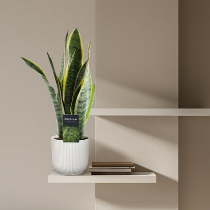 Sansevieria Laurentii - ↑ 45 cm - ø12