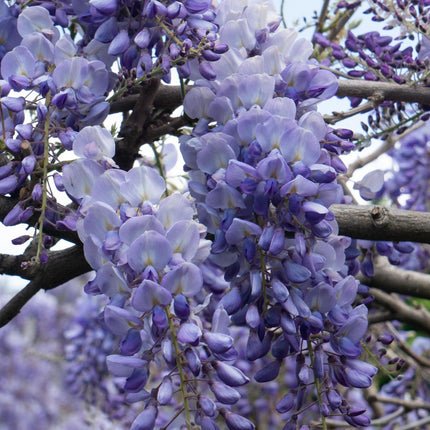 Wisteria sinensis 'Prolific' - Blauwe Regen - Ø 16cm - ↑ 70cm