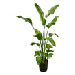 Strelitzia Nicolai inclusief elho Greenville Round zwart - ↑ 180 cm - Ø30