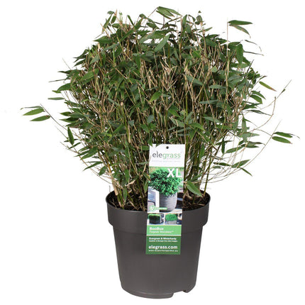 Fargesia 'Moontears'® Boobux - Compact Groeiend, Niet Woekerende Bamboe - Ø 30cm - ↑ 130cm