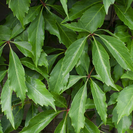 4x - Parthenocissus q. var. 'Engelmannii' - ↨65cm - Ø15