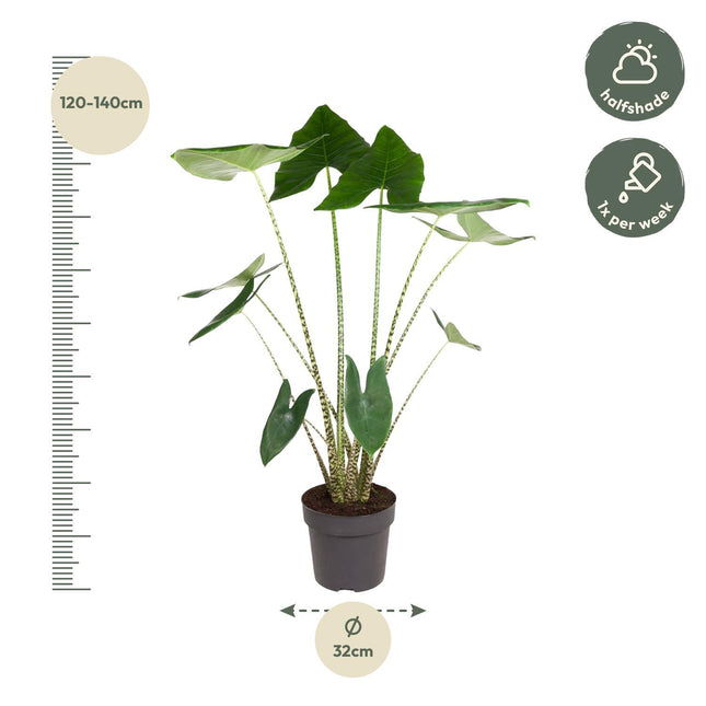 Alocasia Zebrina - ↑ 130 cm