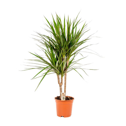 Dracaena Marginata - Ø17cm - ↑ 90cm