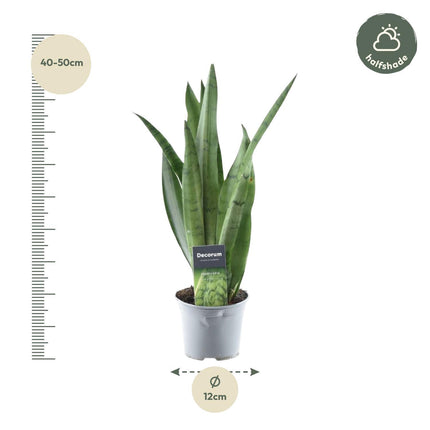 Sansevieria Spearmint - ↑ 45 cm - ø12