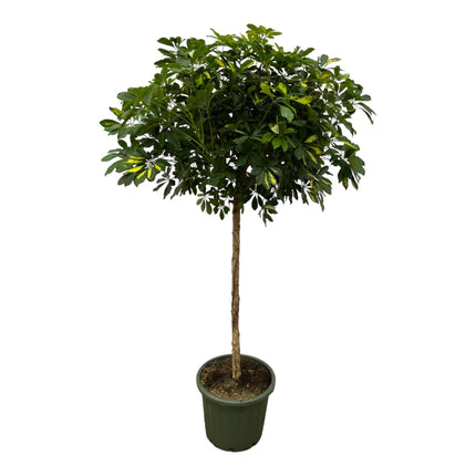 Schefflera Gold Capella stam - ↑ 180 cm - Ø45cm