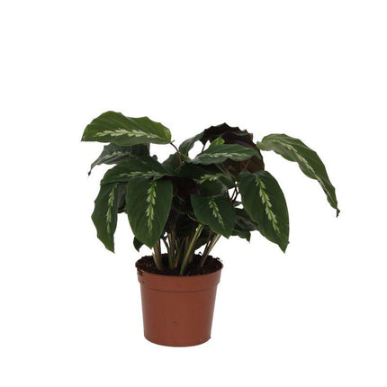 Calathea Maui Queen - ↑ 40 cm - Ø12cm