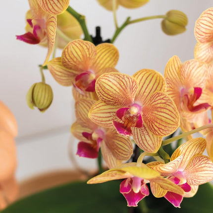 Kolibri Orchids | Gift set | Groene plant met oranje Phalaenopsis orchidee in Candy sierpotten op wit organisch dienblad