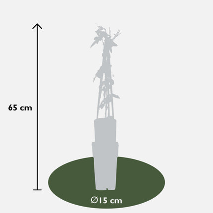 3x - Passiflora mix - ↨65cm - Ø15