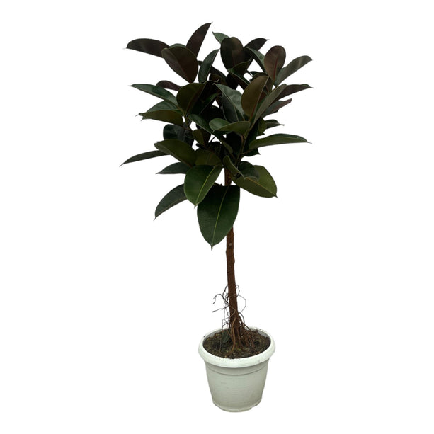 Ficus Elastica Robusta stam - ↑ 140 cm - Ø32cm