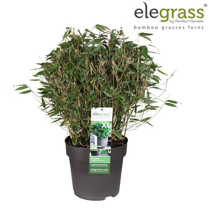 Fargesia 'Moontears'® Boobux - Compact Groeiend, Niet Woekerende Bamboe - Ø 30cm - ↑ 130cm