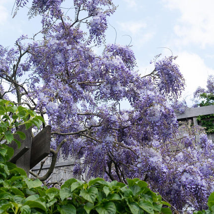 Wisteria sinensis 'Prolific' - Blauwe Regen - Ø 16cm - ↑ 70cm