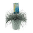 Festuca glauca 'Intense Blue' - Blauw Schapengras - Ø 23cm - ↑ 50cm