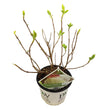 Hydrangea arborescens 'Strong Annabelle'® - Sneeuwbalhortensia - Ø 19cm - ↑ 30cm