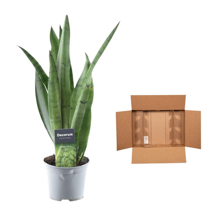 Sansevieria Spearmint - ↑ 45 cm - ø12