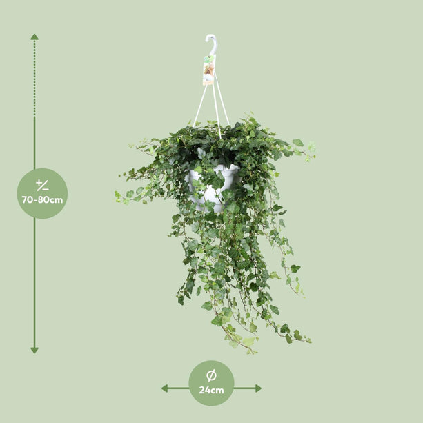 Hedera Helix Wonder - Ø24 - ↑ 70cm - Hangplant