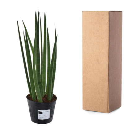 Sansevieria cylindrica 'Bacularis' / Mikado  - ↑38 cm - ø10,5