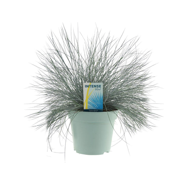 Festuca Glauca Intense Blue® - Ø17cm - ↕35cm